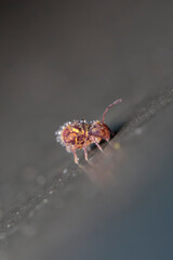Globular springtail Dicyrtomina ornata in very close view