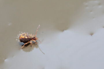 Globular springtail Dicyrtomina ornata in very close view