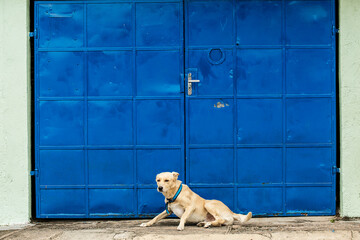 Cachorro em frente de uma casa de portão azul.