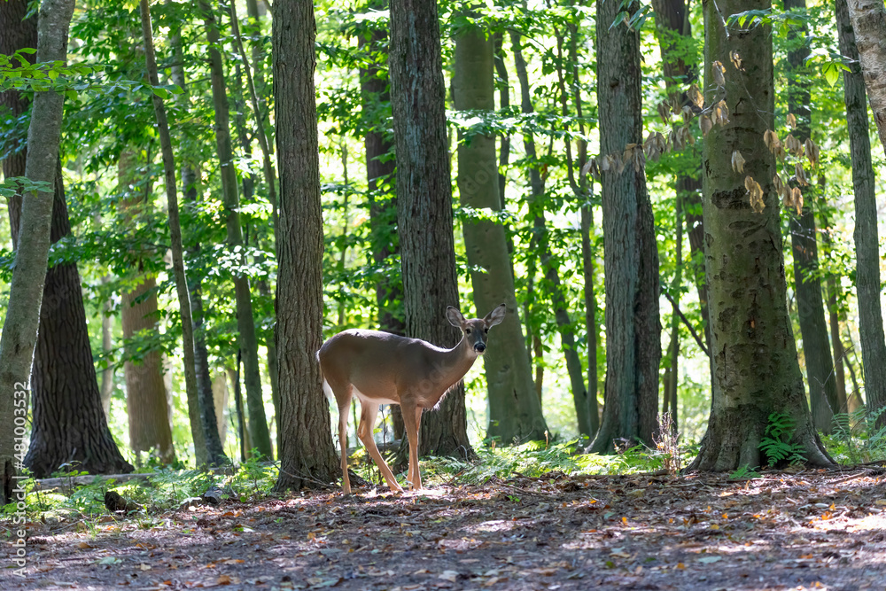 Canvas Prints The white-tailed deer (Odocoileus virginianus), also known as the whitetail or Virginia deer. Female (doe) in the autumn forest