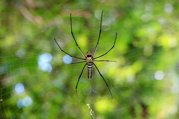 Closeup of a Giant Golden Orb Weaver Spider on Its Web in the Rainforest of Saraburi Province, Thailand
