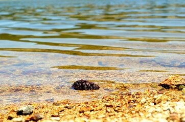 a pine cone on the lake shore