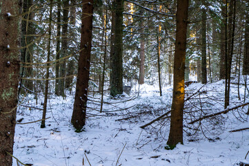 Fototapeta premium Winter beautiful forest with sunlight on a snowy day
