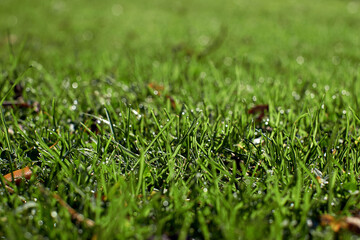 Fresh thick grass with water drops