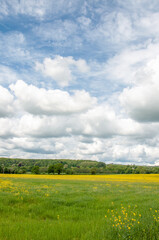 field of yellow flowers