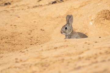 Small European rabbit at the door of his burrow