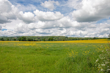 Fototapeta premium Yellow canola flowers in the summertime.