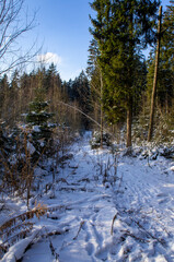 Winter beautiful forest with sunlight on a snowy day