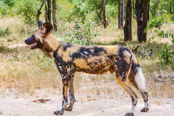 African wild dog standing up