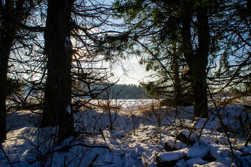 Winter beautiful forest with sunlight on a snowy day