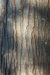 Tree bark background