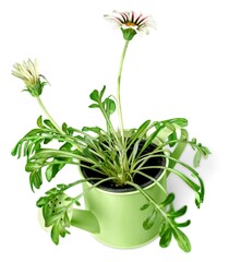 Garden green flowers in steel pots