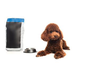 brown poodle lying near pet food bag and metallic bowl isolated on white.