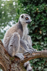 Fototapeta premium Lemur sitting on the tree in zoological garden.