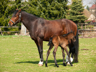 Brown mare and foal of horses breed for showjumping on meadow in summer day