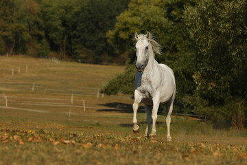 Galloping white horse. Lipizzaner mare on meadow. Agricultural farm scenery.
