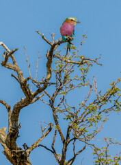 Lilac-breasted Roller in the Kgalagadi