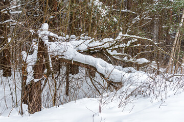 Fototapeta premium Broken Tree trunk under snow.