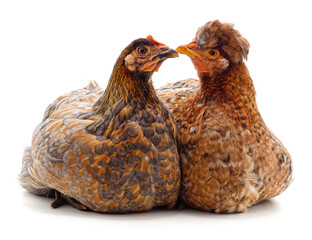 Two brown chicken.