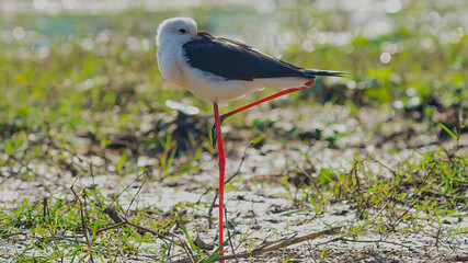 Black-winged stilt