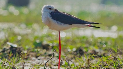 Black-winged stilt
