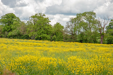 Yellow canola flowers in the summertime.
