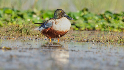 Northern Shoveler