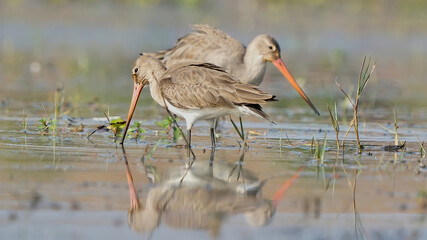 Black-tailed godwit