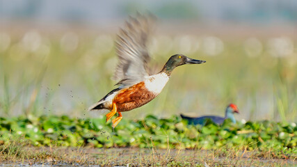 Northern Shoveler