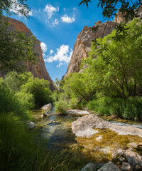 Trees and stream in valley in sunny summer day.