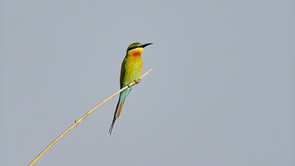 Blue-tailed bee eater