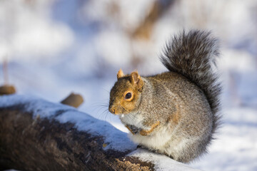 Naklejka na ściany i meble eastern gray squirrel (Sciurus carolinensis) in winter
