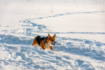 A dog basking in the sun on a February day!