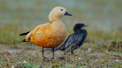 Ruddy shelduck