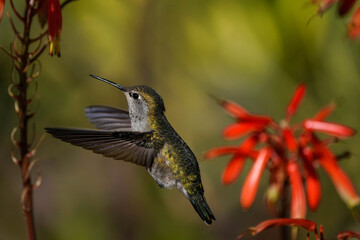 Fototapeta premium Costa's Female Hummingbird