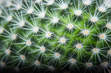 white needles of a cactus on a green background close-up 