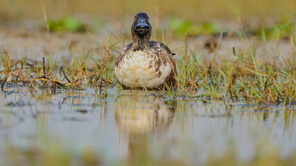 Northern Shoveler