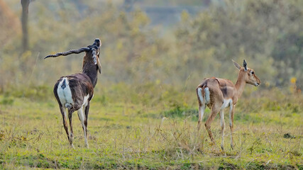 Black Buck