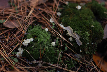 Green juicy moss and small mushrooms in a coniferous autumn forest with dry fir needles around 