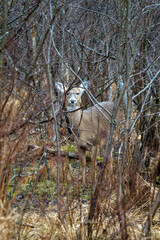 Whitetail doe in a swamp, thick trees. 