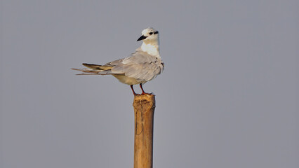 Whiskered tern