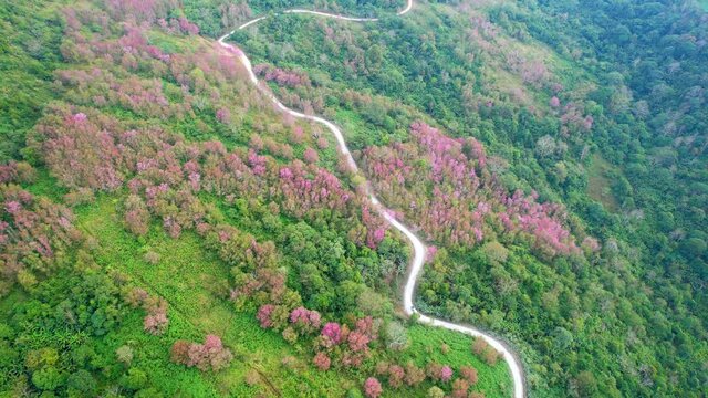 An aerial view from a drone over the Himalayan Cherry tree in a beautiful forest. Unseen Thailand at phu lom lo Loei Thailand
