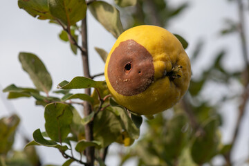 Rotten apple quince on the fruit tree, Monilia laxa infestation plant disease