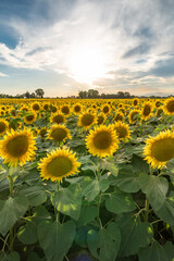 Fototapeta premium Beautiful romantic field of sunflowers in a summer sunset
