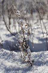 snow covered branches
