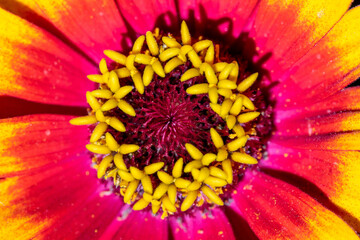 A beautiful colorful aster in a bunch of flowers