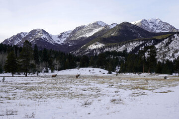 Rocky Mountain National Park - Bull Elk - Winter