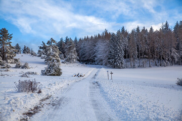 snow covered trees