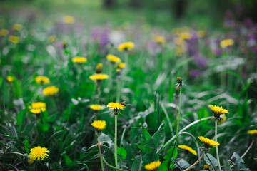 Green spring meadow landscape with yellow flowers