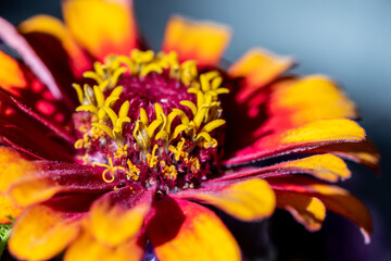 A beautiful colorful aster in a bunch of flowers